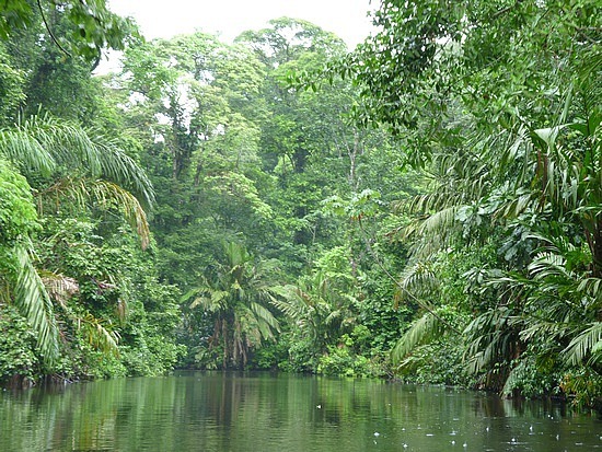 Birds of Panama such as quetzals live among Panama's canopy. Birdwatching here is easy!